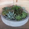 unusual succulents in concrete container