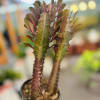 Rare Cactus 