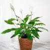 Offer comfort and tranquility with our Peaceful Reflections Plant. Also known as