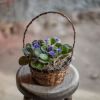 Adorable African Violet plants are arranged in a woven wicker basket. Finished
