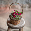 Adorable African Violet plants are arranged in a woven wicker basket. Finished