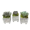 2&quot; succulent in a square footed ceramic container.
Individual -17.50
Set of 3 -