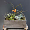 Enjoy a sweet succulent arrangement with curly willow and a monarch butterfly