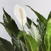 Description

Bring serenity to any space with our light-loving Peace Lily floor plant.