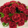 We are delighted to introduce &quot;Mayra&#039;s Bright,&quot; a captivating hot pink rose
