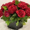 We are delighted to introduce &quot;Mayra&#039;s Bright,&quot; a captivating hot pink rose
