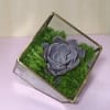 Succulent , Dianthus in  glass cube 
