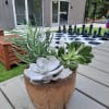 Three succulents and a plant, flower pics in a decorative container with