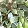 Artificial ficus tree over 5&rsquo; tall in ceramic pot. 