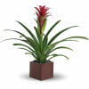 Related to the pineapple plant, perhaps because of its sweetness, this gorgeous