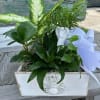 Angel in Heaven garden assorted green plants with a ceramic angel pic