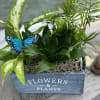 Assorted green plants Butterfly Garden Box