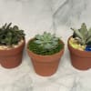 This includes one succulent in a 4 inch pot size terracotta pot.