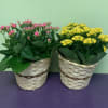 This is the perfect flowering plant that is great for indoors. They
