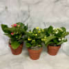 Kalanchoes are in the succulent family. They are easy to care for