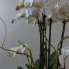 A vision of serenity and upliftment awaits at IrvineVillageFlowers.com, where nature&rsquo;s finest