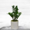 Plant that updates any living space. 

The ZZ Plant is characterized by