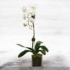 Perfect for all occasions, bring it as a housewarming gift, a birthday