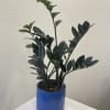 A very special variety ZZ plant in a beautiful blue ceramic pot.

