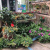 This will be a nice blooming outdoor plant or basket of plants
