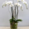 Two premium orchids in mid blossom accompanied by seasonal branches. All arranged