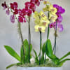 Orchid plants in ceramic white container 