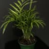 Elevate your indoor space with the elegant Parlor Palm! Known for its