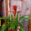 Bromeliad Plant. **Color and container may vary