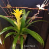Bromeliad Plant. **Color and container may vary