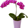 A graceful purple phalaenopsis orchid plant potted in a modern container is