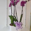 Orchid arrangement in ceramic vase add a box of chocolate, stuffed animal
