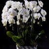 Our XL cascading orchid will impress anyone.

A majestic and towering orchid plant