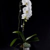 Simplicity that exudes class.

This orchid is a beautiful accent to any interior