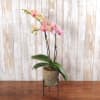This multi colored orchid comes in a beautiful ceramic container and stand.
