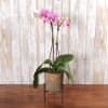 This multi colored orchid comes in a beautiful ceramic container and stand.