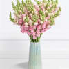 Snapdragons were once known for protection, but now they are appreciated for