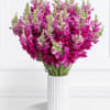 Snapdragons were once known for protection, but now they are appreciated for