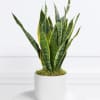 Commonly known as a Snake Plant, this evergreen perennial is beloved for