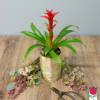 Introducing the Beretania Florist Mini Bromeliad Plant &ndash; a delightful gift that