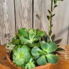 Hardy, yet beautiful, succulents are known for their ability to retain water