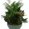 This beautiful combination of lush green plants is the perfect gift for