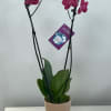 Burgundy orchid plant with 2 sets of branches (available in other colors).