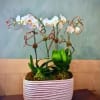 The Caroline orchid plant is a beautiful orchid plant perfect for your