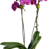 The Linda Orchid plant is a double phalaenopsis orchid plant can be