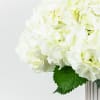 Arrangement of 6 Hydrangea white in a ceramic vase.
