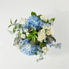 Open the shutters to the ocean breeze through the blue hydrangea, Limonium