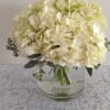 White hydrangea arranged with seeded eucalyptus in a clear glass vase. 