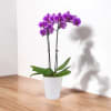 A simple Orchid Planter speaks volumes. Convey your most sincere sentiments with