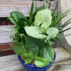 Lush Variety Houseplants. For Any Occasion. Comes in ceramic container. Color of