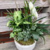 Lush Variety Houseplants. For Any Occasion. Comes in ceramic container. Color of